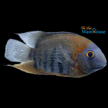 Red Shoulder Severum (Heros sp. rotkeil)