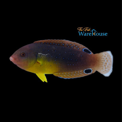 Yellowbreast 'Twistii' Wrasse (Anampses twistii)