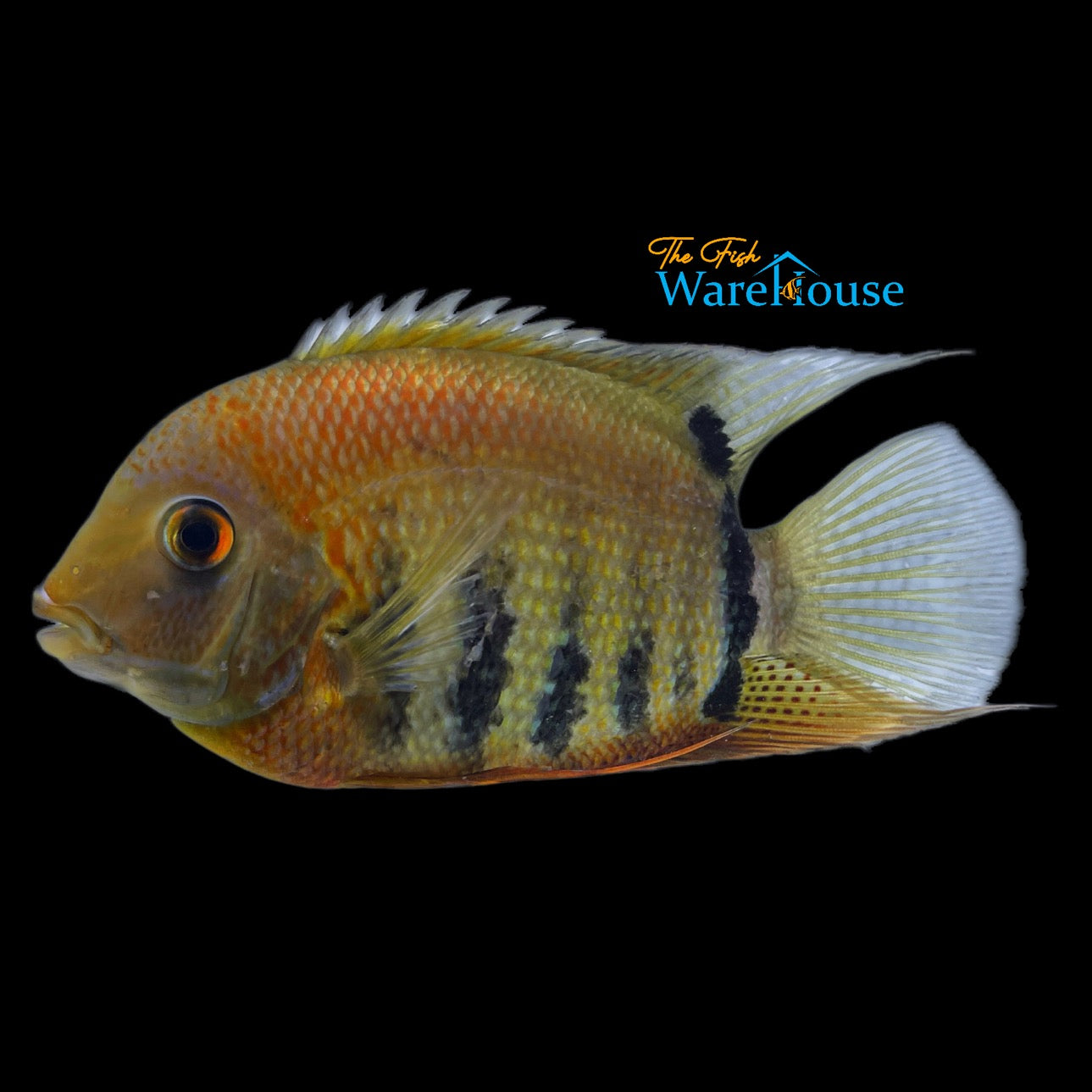 Red Shoulder Severum (Heros sp. rotkeil)