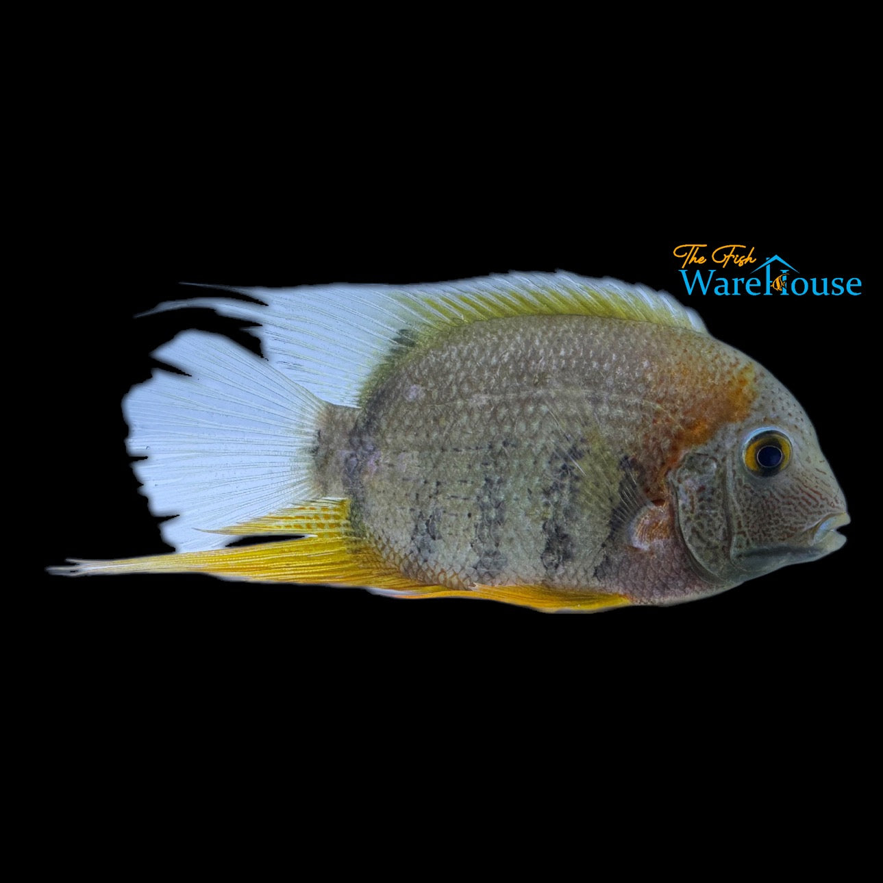 Red Shoulder Severum (Heros sp. rotkeil)