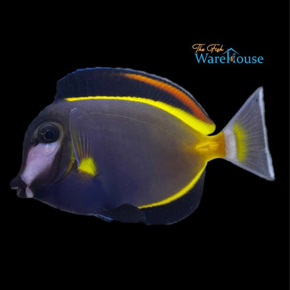 Powder Brown Tang (Acanthurus japonicus)