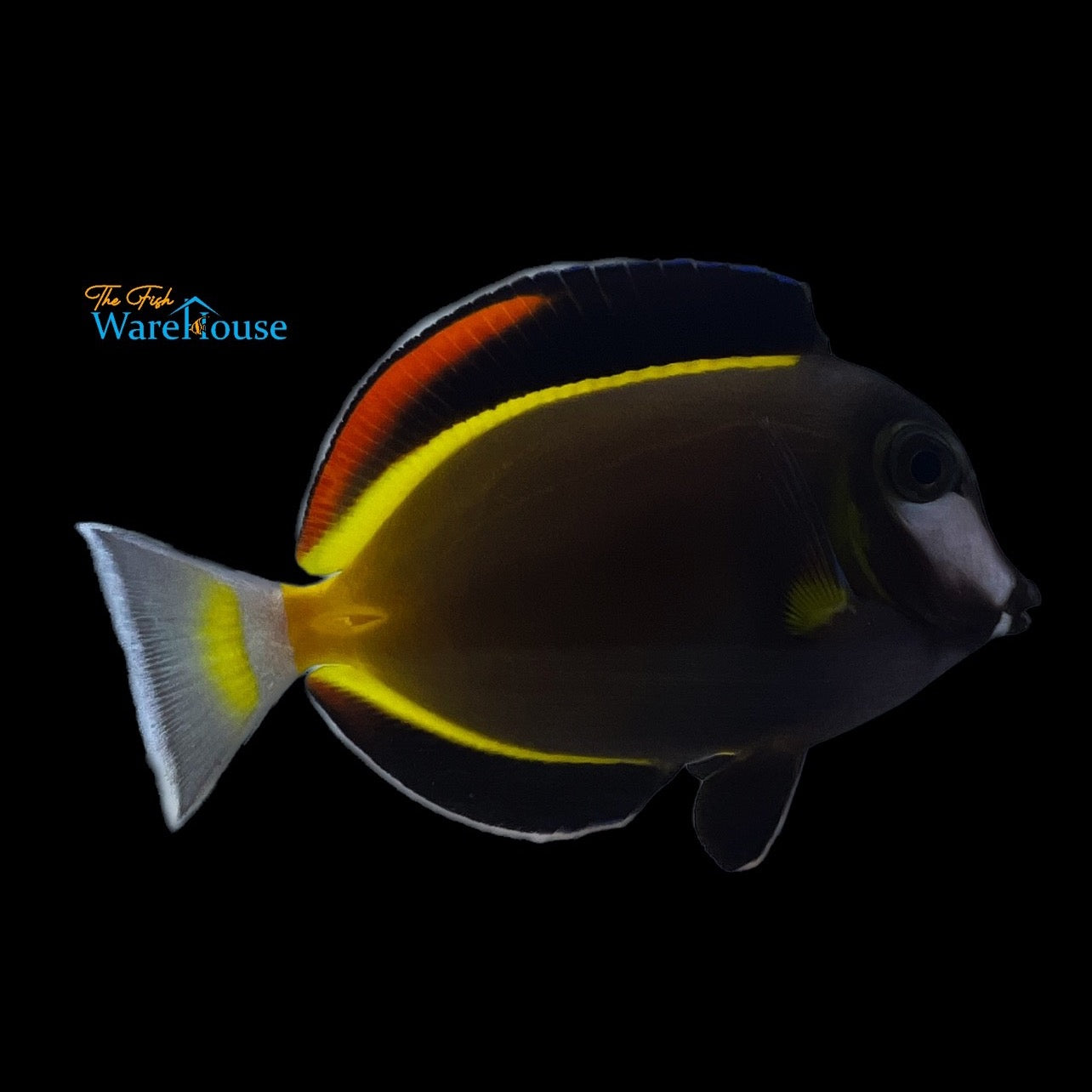 Powder Brown Tang (Acanthurus japonicus)