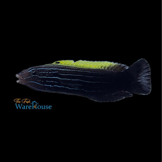 Yellowback Tubelip Wrasse (Labropsis xanthonota)