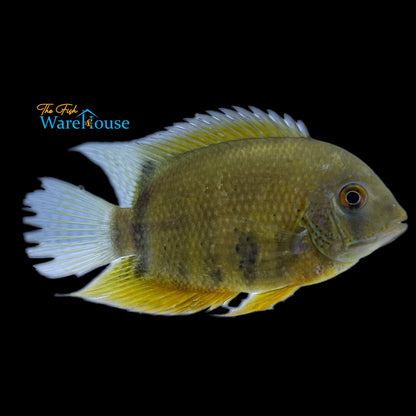 Red Shoulder Severum (Heros sp. rotkeil)