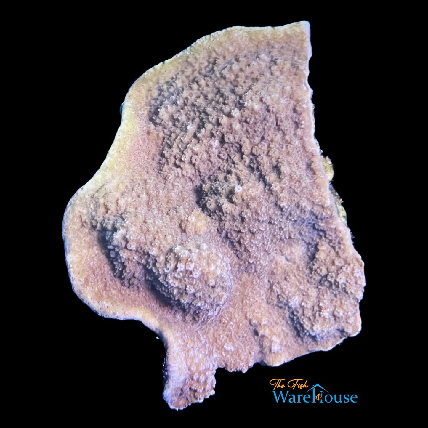 Yellow with Blue Polyp Encrusting Montipora Coral (Montipora sp.)