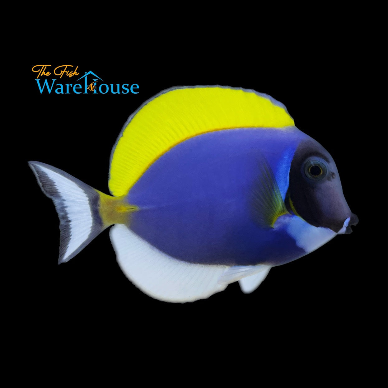 Powder Blue Tang (Acanthurus leucosternon)