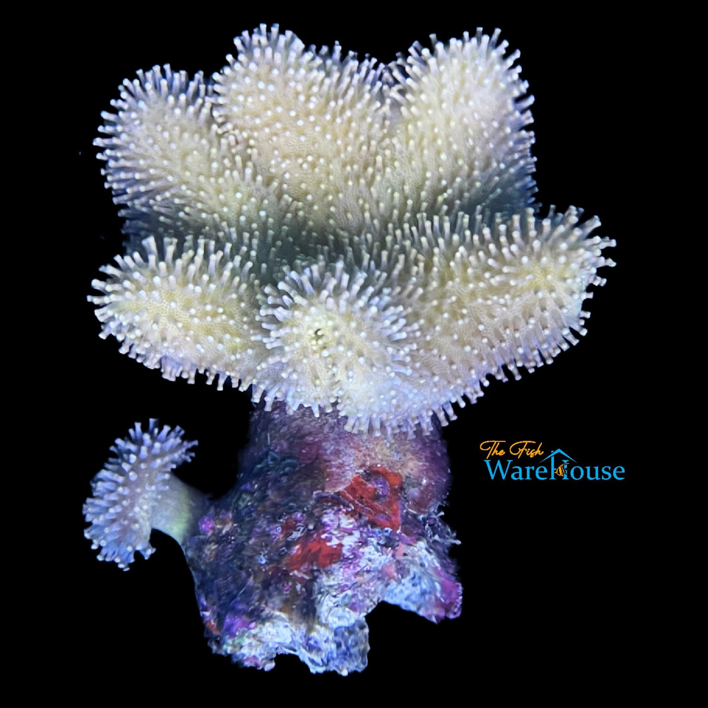 Yellow Toadstool Leather Coral (Sarcophyton sp.)