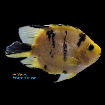 Yellow Tiger Parrot Cichlid (Cichlasoma x)