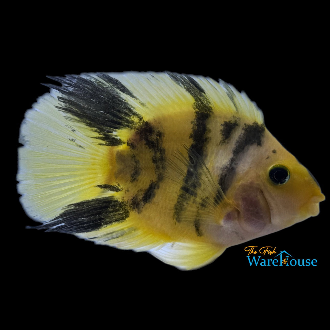 Yellow Tiger Parrot Cichlid (Cichlasoma x)