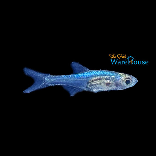 Neon Blue Rasbora (Sundadanio goblinus)