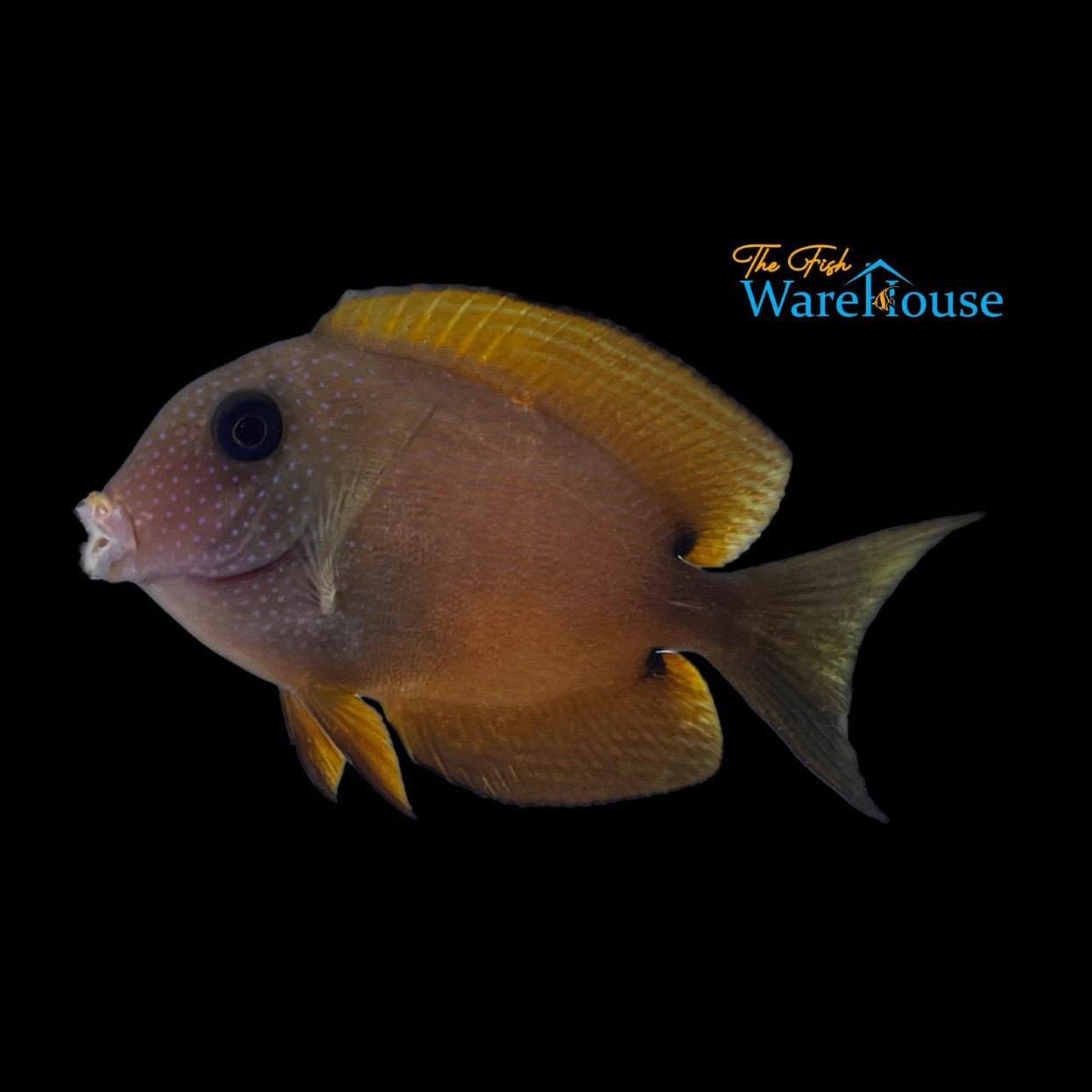 Two Spot Bristletooth Tang (Ctenochaetus binotatus)