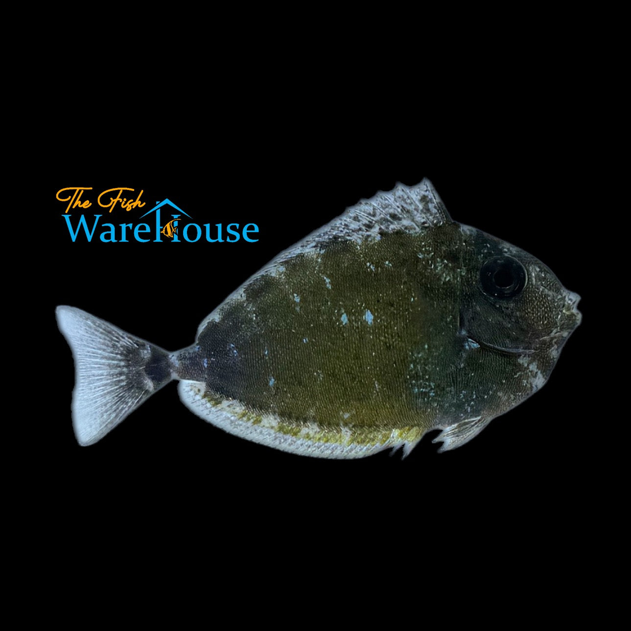 Black Tongue Sleek Unicorn Tang (Naso hexacanthus)