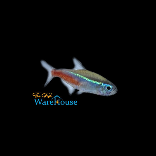 Neon Tetra (Paracheirodon innesi)