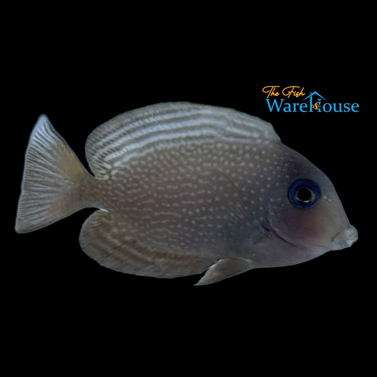 Blue Spotted Bristletooth Tang (Ctenochaetus marginatus)