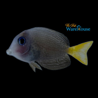 Blue Spotted Bristletooth Tang (Ctenochaetus marginatus)