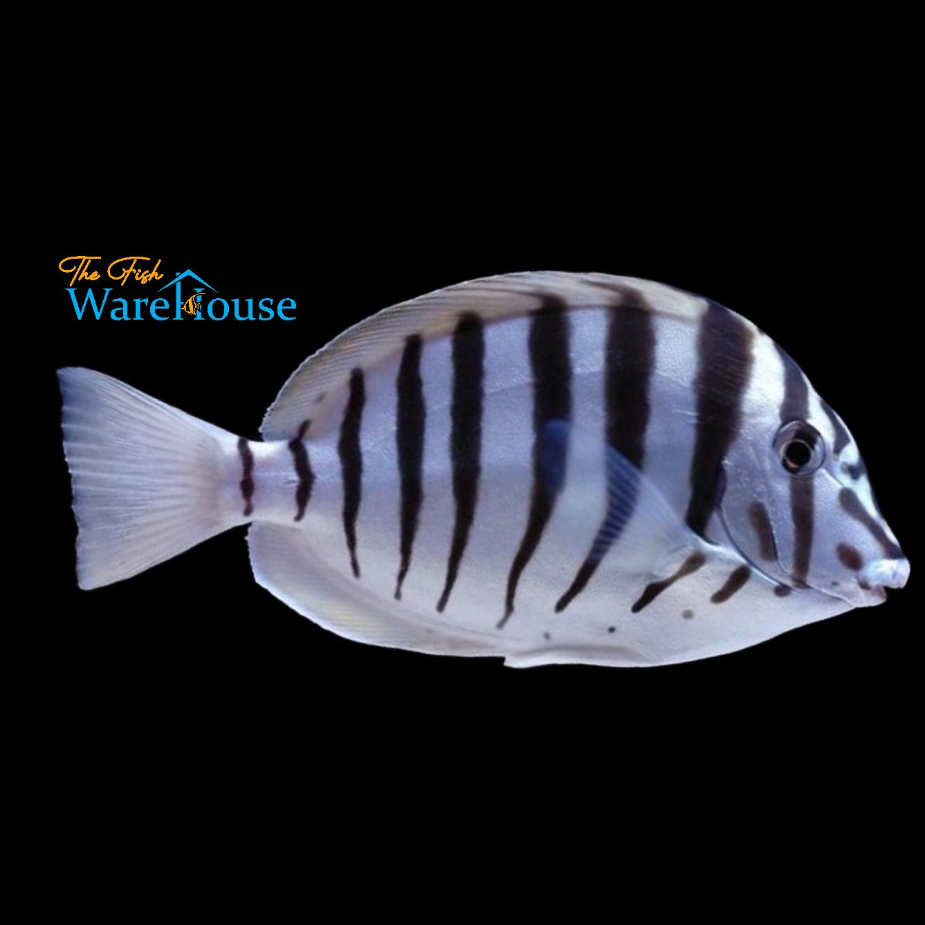 Black-Barred Zebra Tang (Acanthurus polyzona)