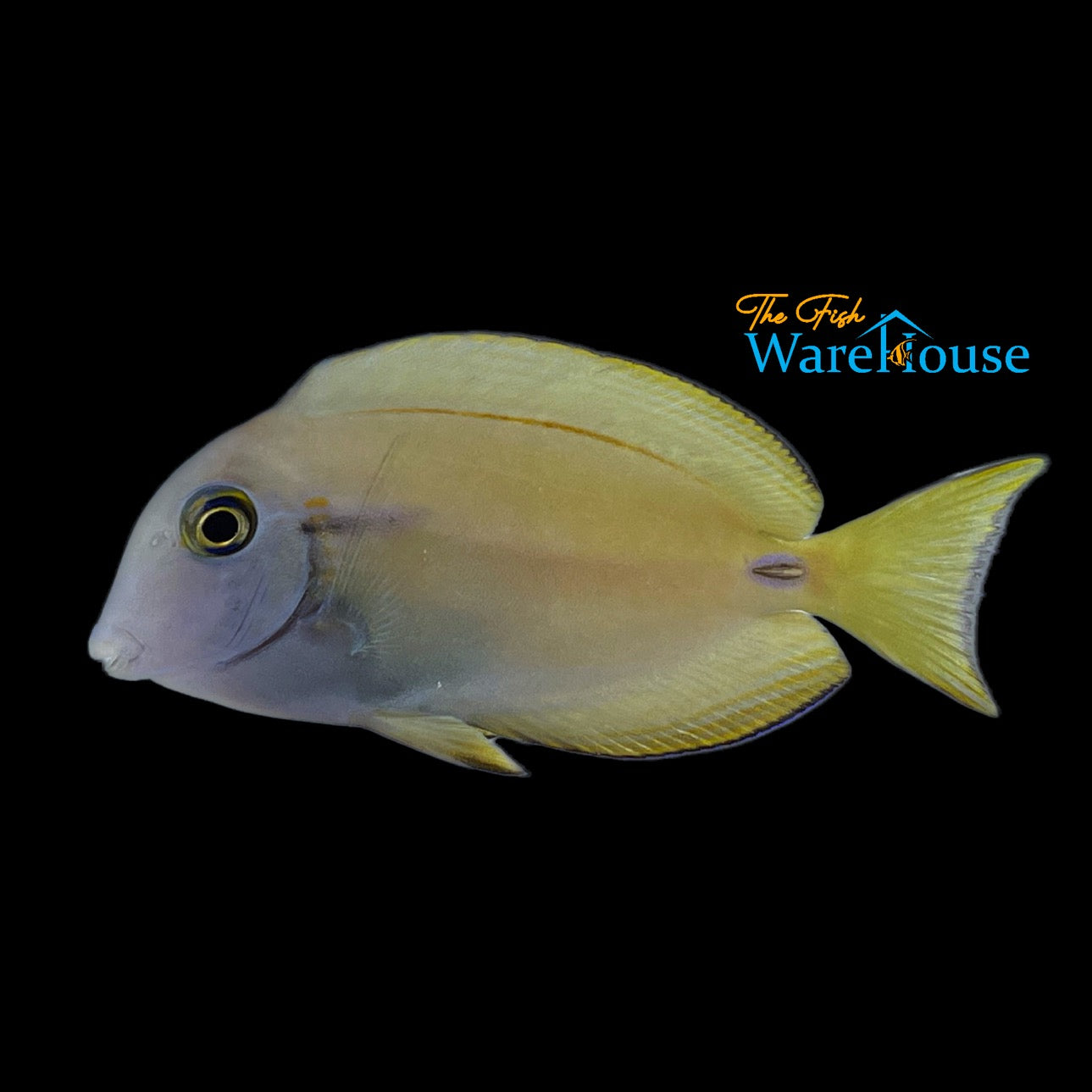 Lieutenant x Orange Shoulder Tang Hybrid (Acanthurus tennenti x Acanthurus olivaceus)