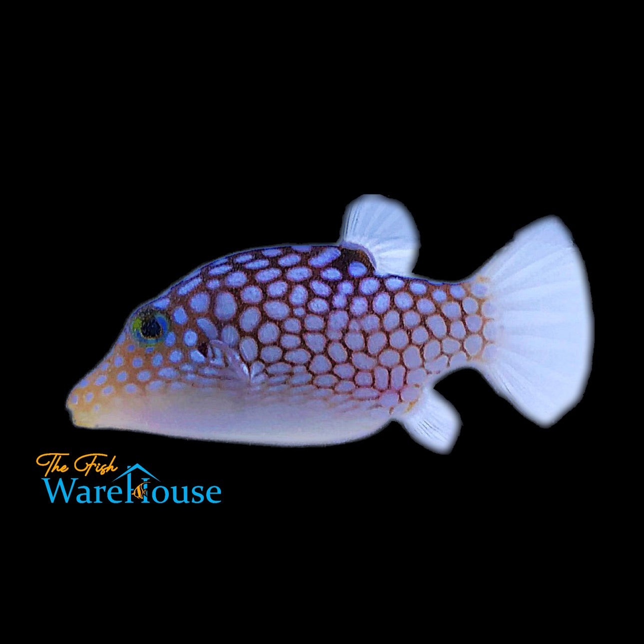 Hawaiian White Spotted Toby Puffer (Canthigaster jactator)