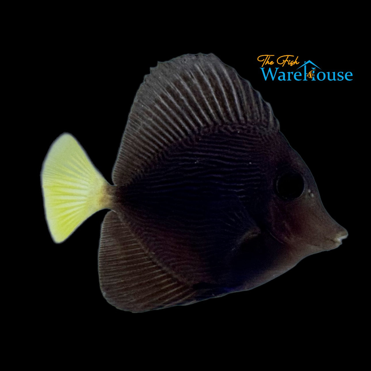 Purple Tang - Captive Bred (Zebrasoma xanthurum)