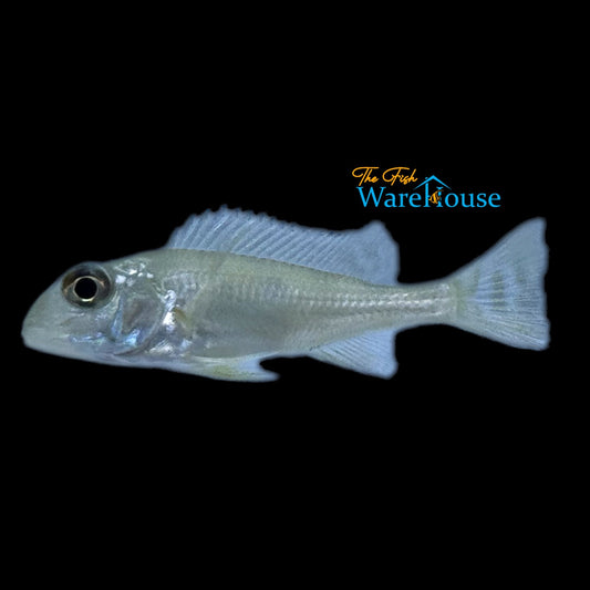 Geophagus Dicrozoster