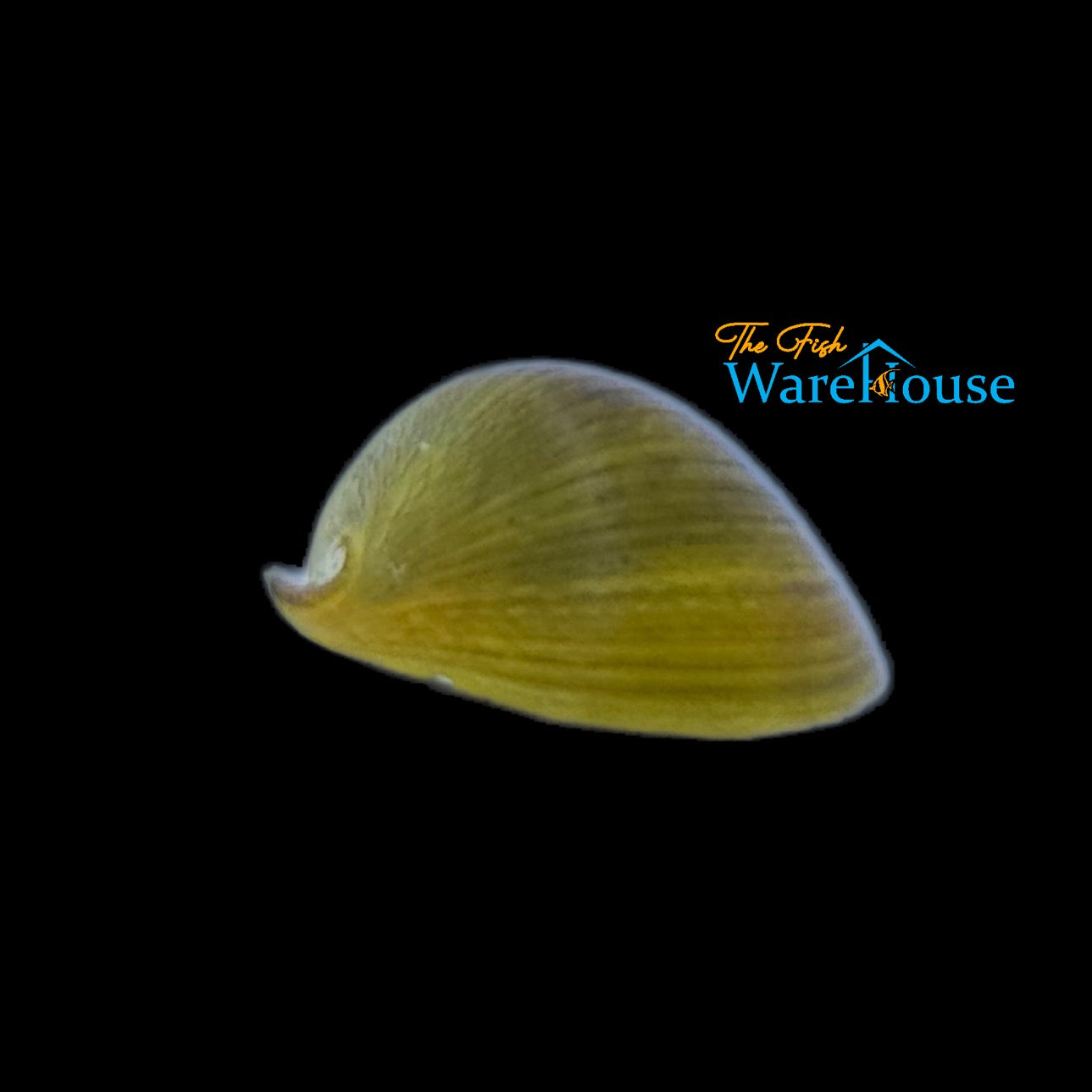 Yellow Helmet Nerite Snail (Neritina pulligera yellow)