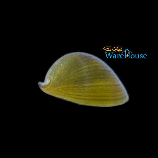 Yellow Helmet Nerite Snail (Neritina pulligera yellow)