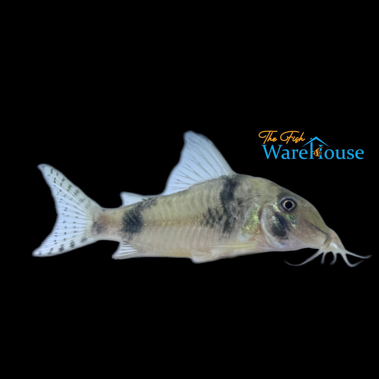 Three Point Cory (Corydoras sp. Cw012)