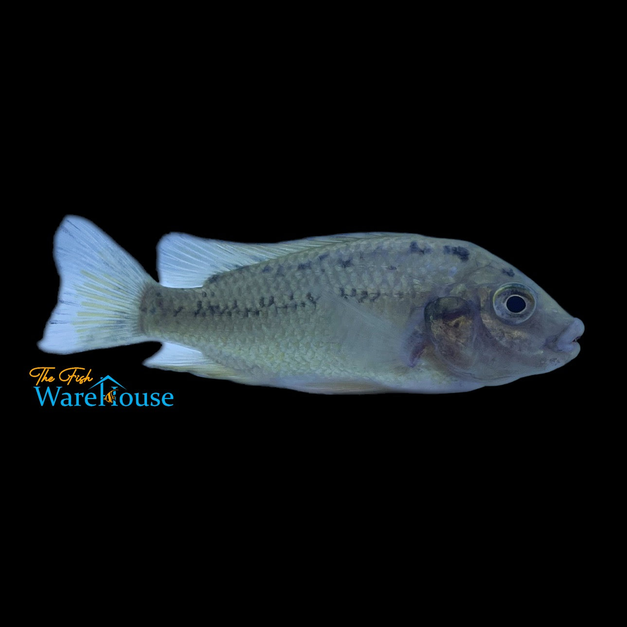 Pungu Cichlid (Pungu maclareni)