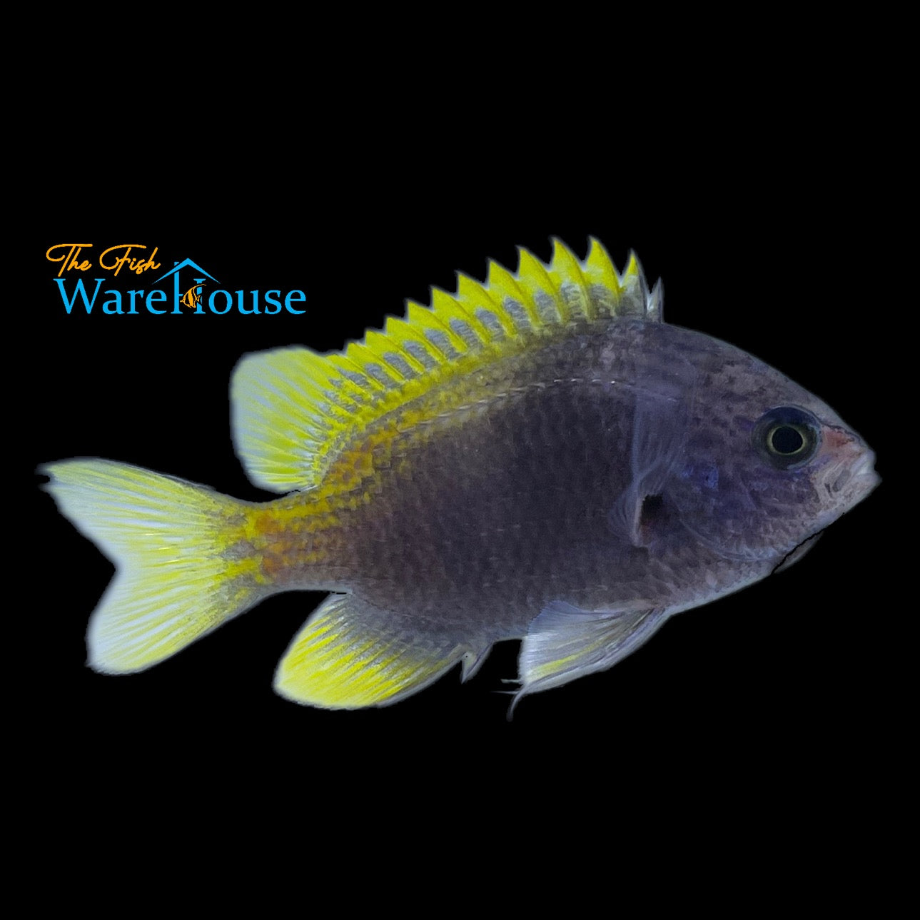 Limbaughi Chromis (Chromis limbaughi)