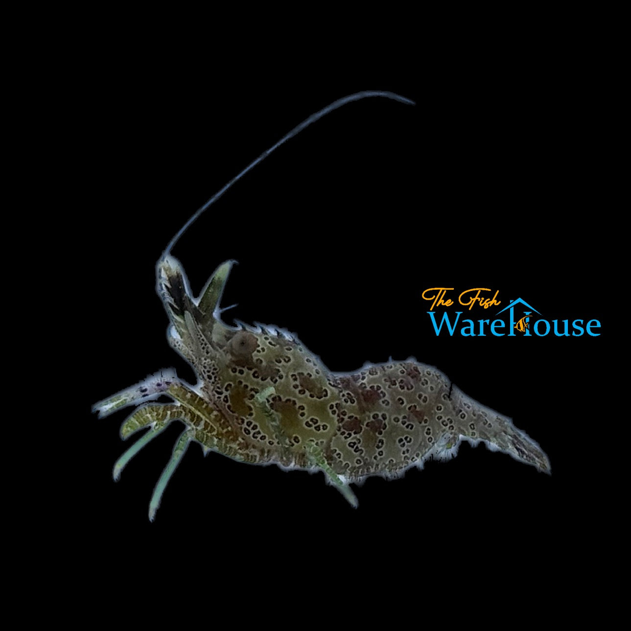 Green Marbled Saron Shrimp (Saron marmoratus)