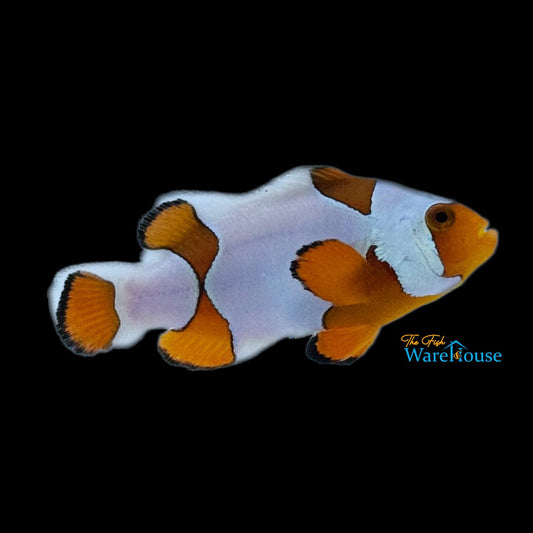 Nebula Percula Clownfish - Grade B (Amphiprion percula)