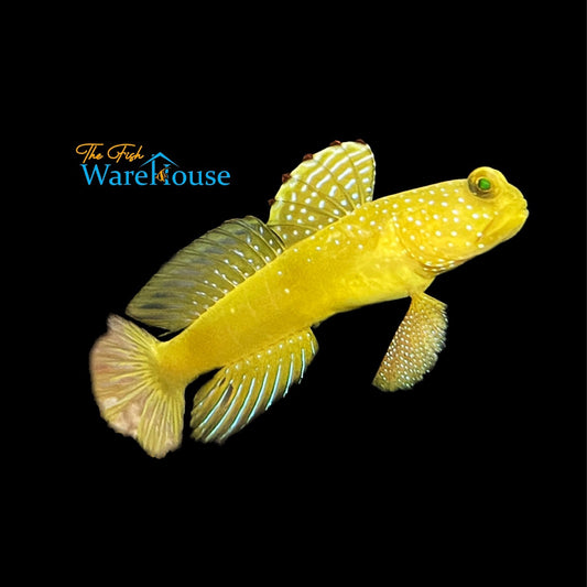 Yellow Watchman Goby (Cryptocentrus cinctus)