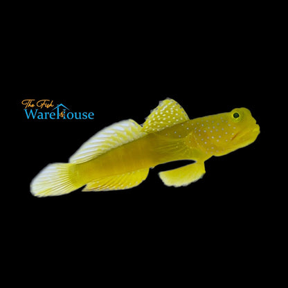 Yellow Watchman Goby (Cryptocentrus cinctus)