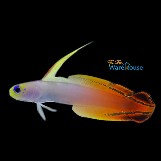 Red Firefish (Nemateleotris magnifica)