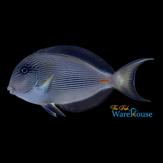 Sohal Tang (Acanthurus sohal)