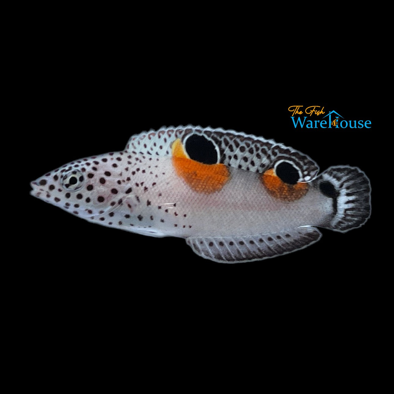 Twin Spot 'Clown' Coris Wrasse - Juvenile (Coris aygula)