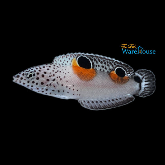 Twin Spot 'Clown' Coris Wrasse - Juvenile (Coris aygula)