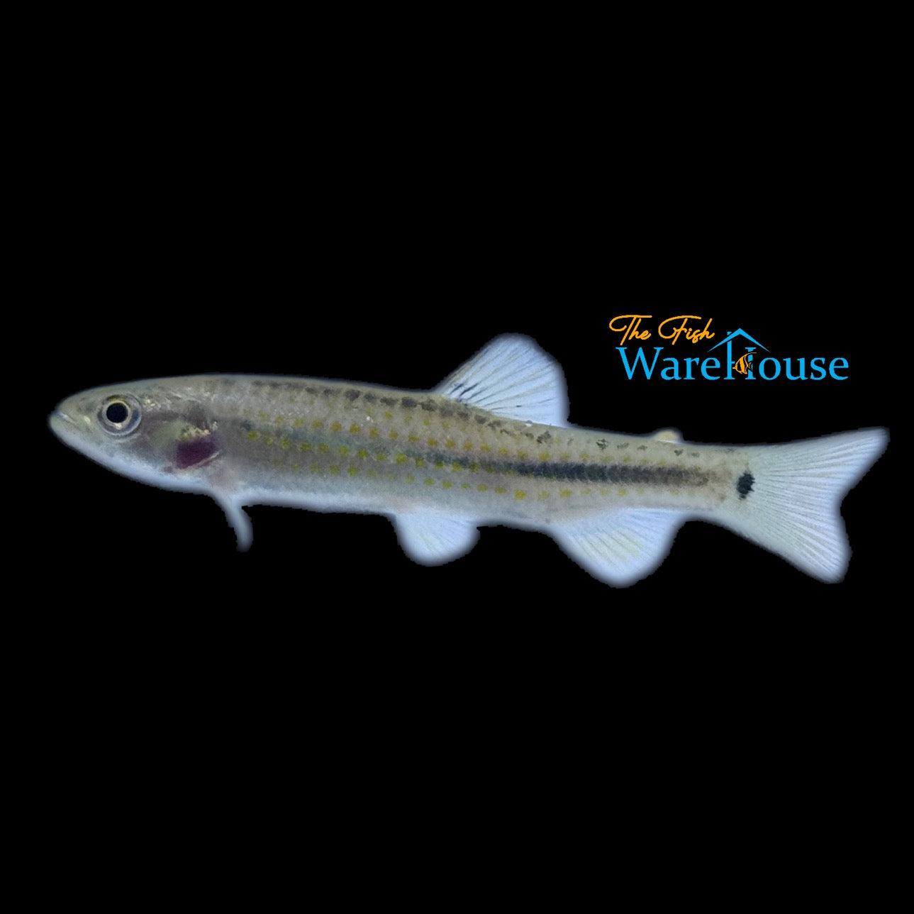 Gold Wolf Tetra (Piabucina cf. intermedia)