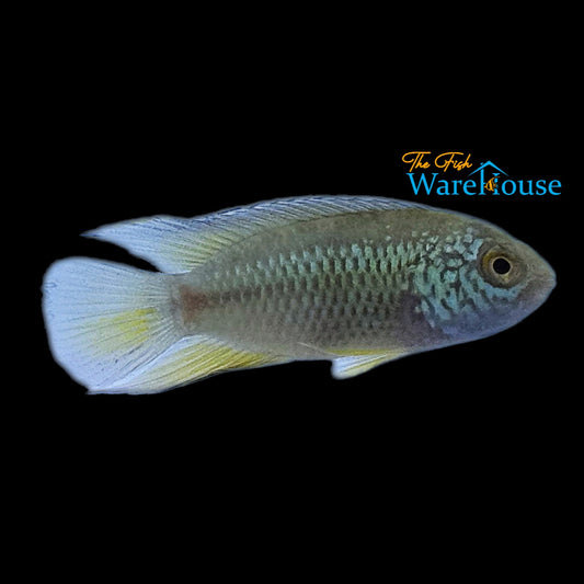 Golden Dwarf Acara (Nannacara anomala)