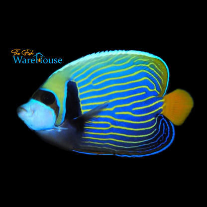 Orangetail Emperor Angelfish (Pomacanthus imperator)