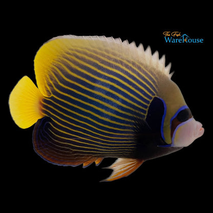 Orangetail Emperor Angelfish (Pomacanthus imperator)