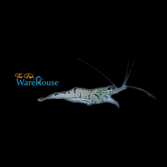 Snowy Sulawesi Shrimp (Caridina dennerli)