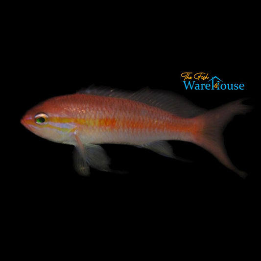 Japanese Threadfin Anthias (Tosana niwae)