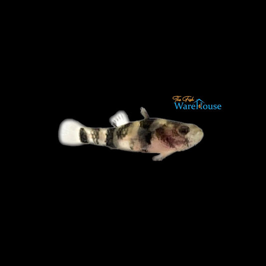 Tiger Bumblebee Goby (Brachygobius ocelot)