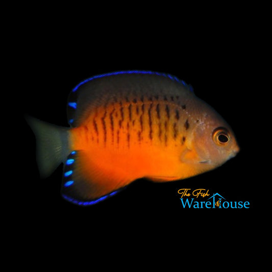 Shepard's Angelfish (Centropyge shepardi)