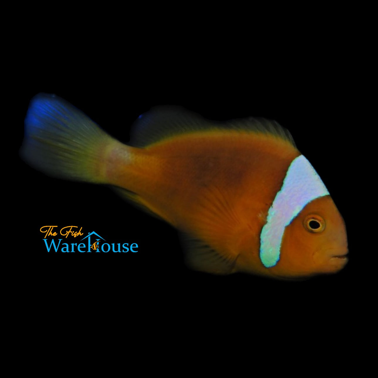 White Bonnet Clownfish - Wild (Amphiprion leucokranos)