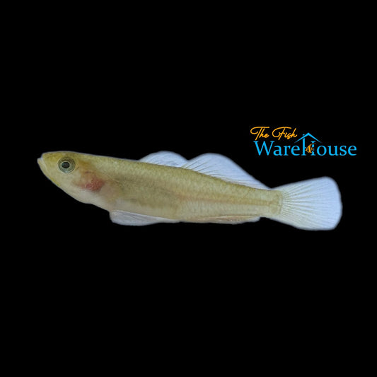 Golden Rexi Goby (Mugilogobius rexi)