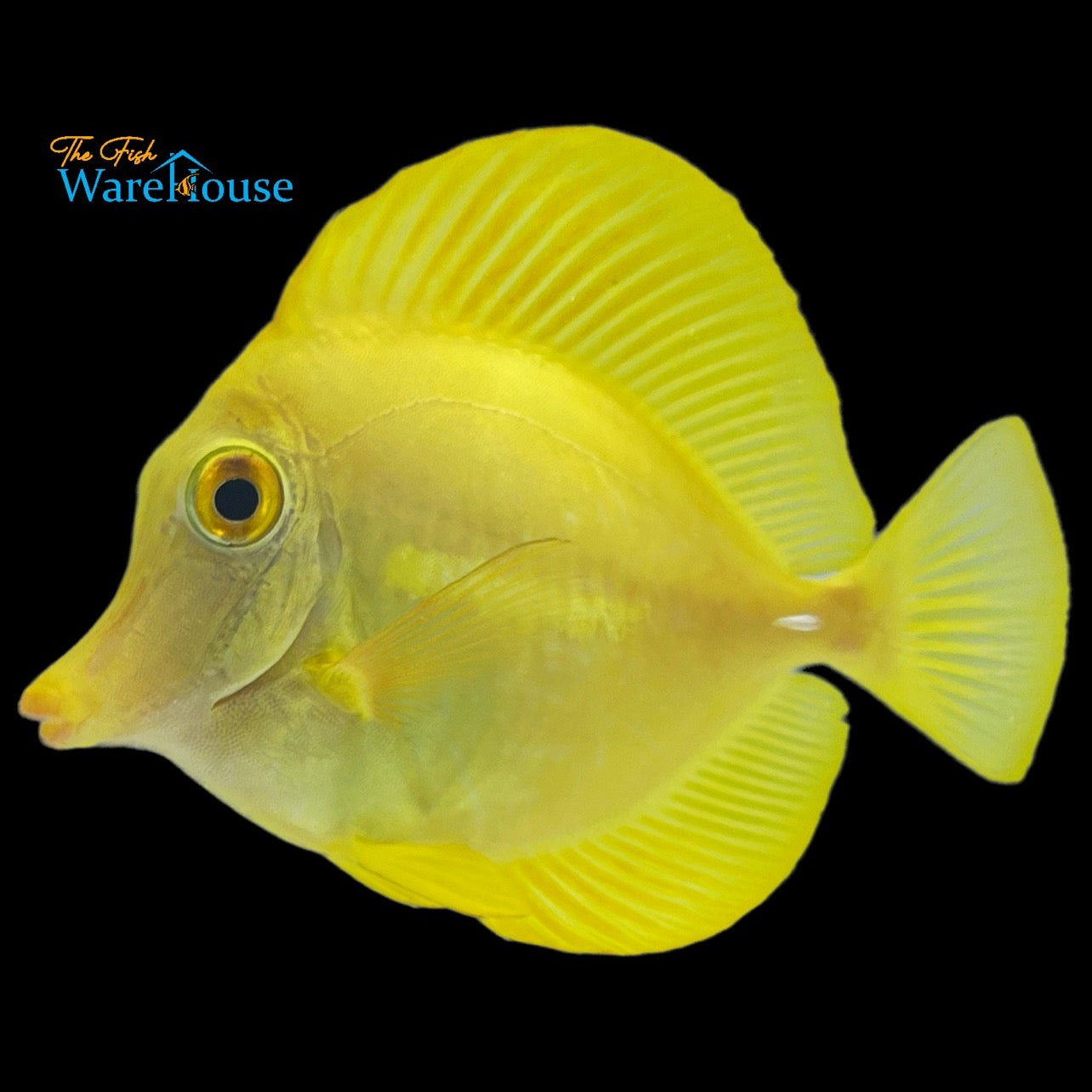 Yellow Tang (Zebrasoma flavescens)