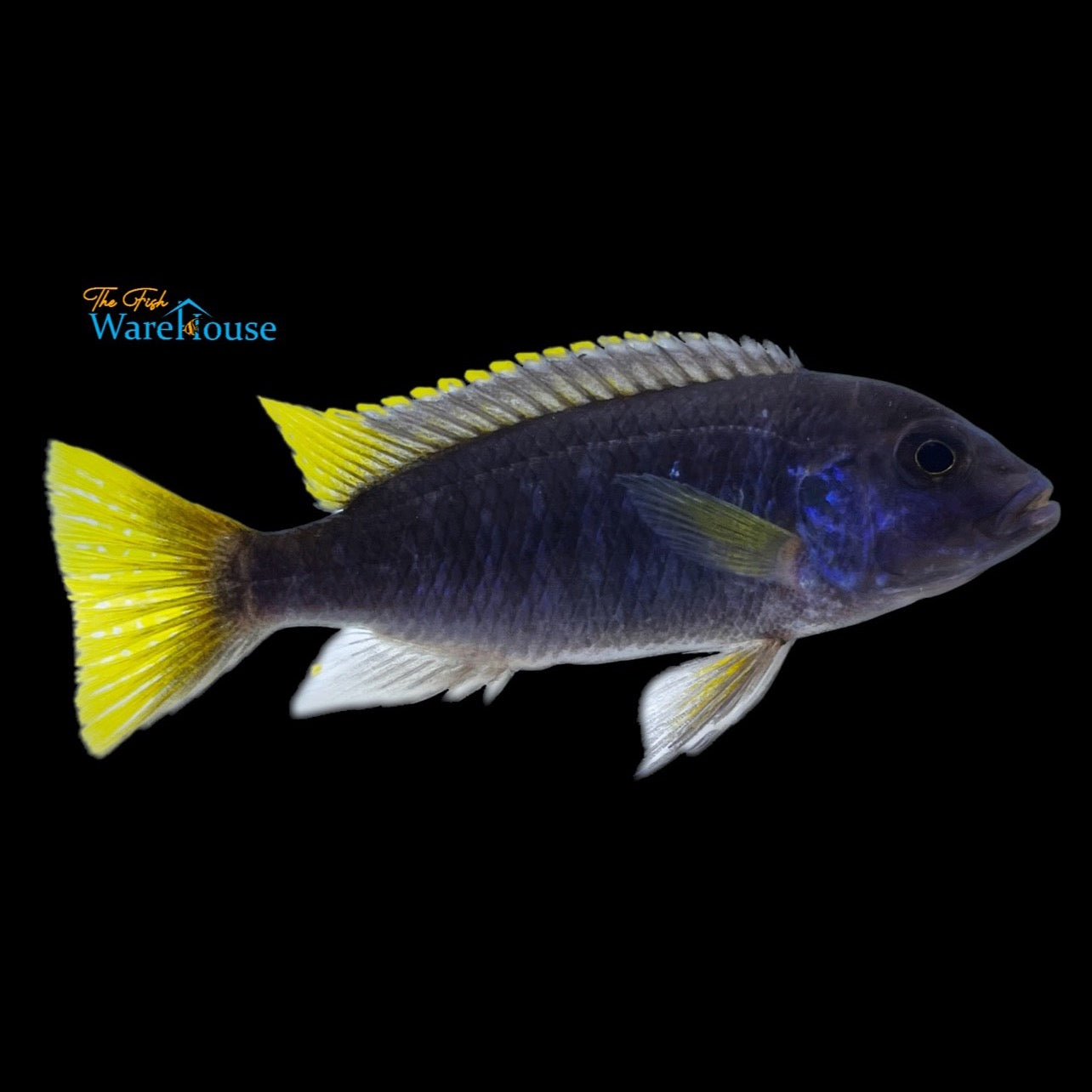 Yellow Tail Acei (Pseudotropheus acei)