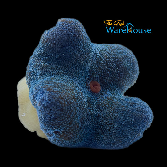 Blue Carpet Anemone (Stichodactyla haddoni)